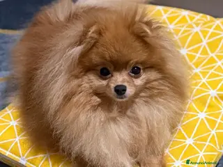 Spitz cani Vendesi cucciolo di Pomerania femmina. - Annuncio 19