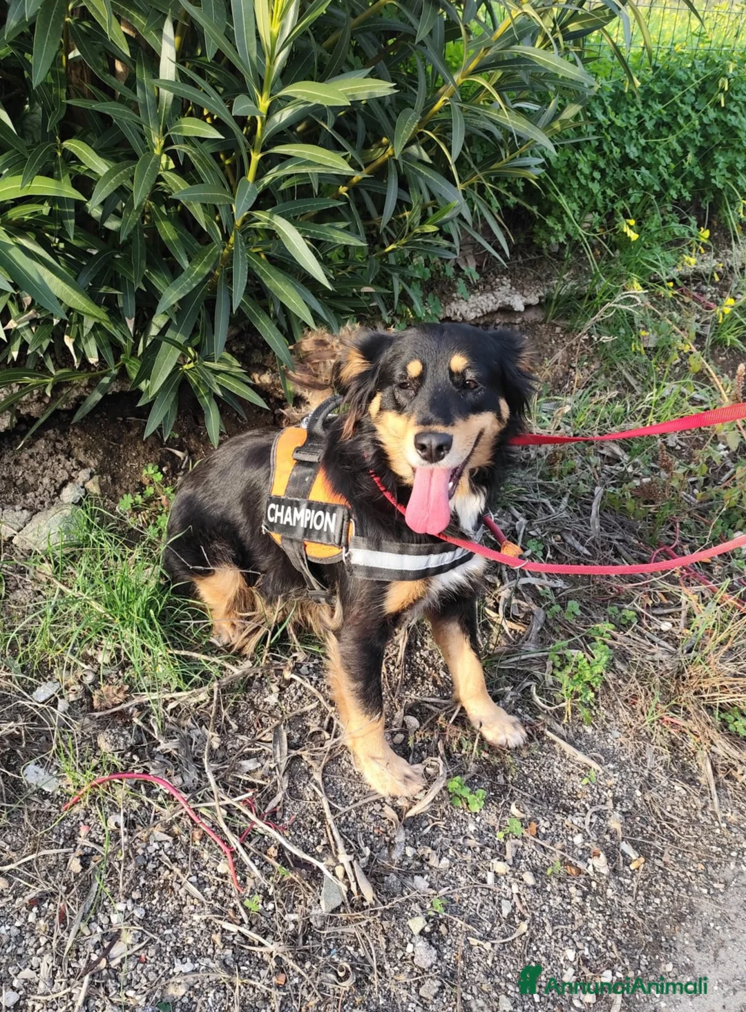 Meticcio cani in regalo: ZARA cagnolina taglia media - Annuncio 9