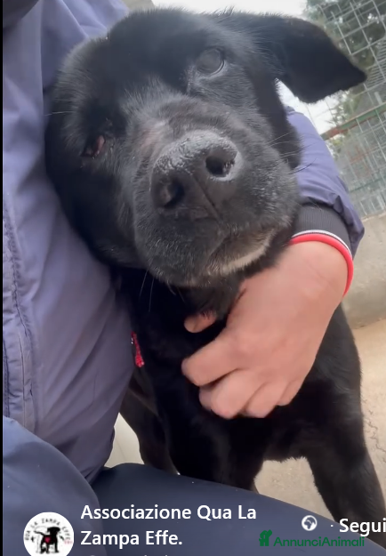 Meticcio cani ADOZ.DEL💔:vittima di un infame b@stardo!!!! - Annuncio 9