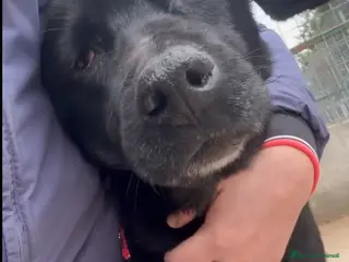 Meticcio cani ADOZ.DEL💔:vittima di un infame b@stardo!!!! - Annuncio 9