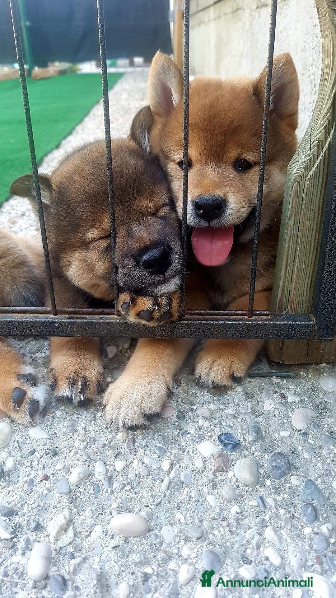 Shiba Inu cani Cuccioli shiba inu con pedigree ENCI  - Annuncio 8