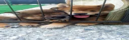 Shiba Inu cani in vendita: Cuccioli shiba inu con pedigree ENCI  - Annuncio 1