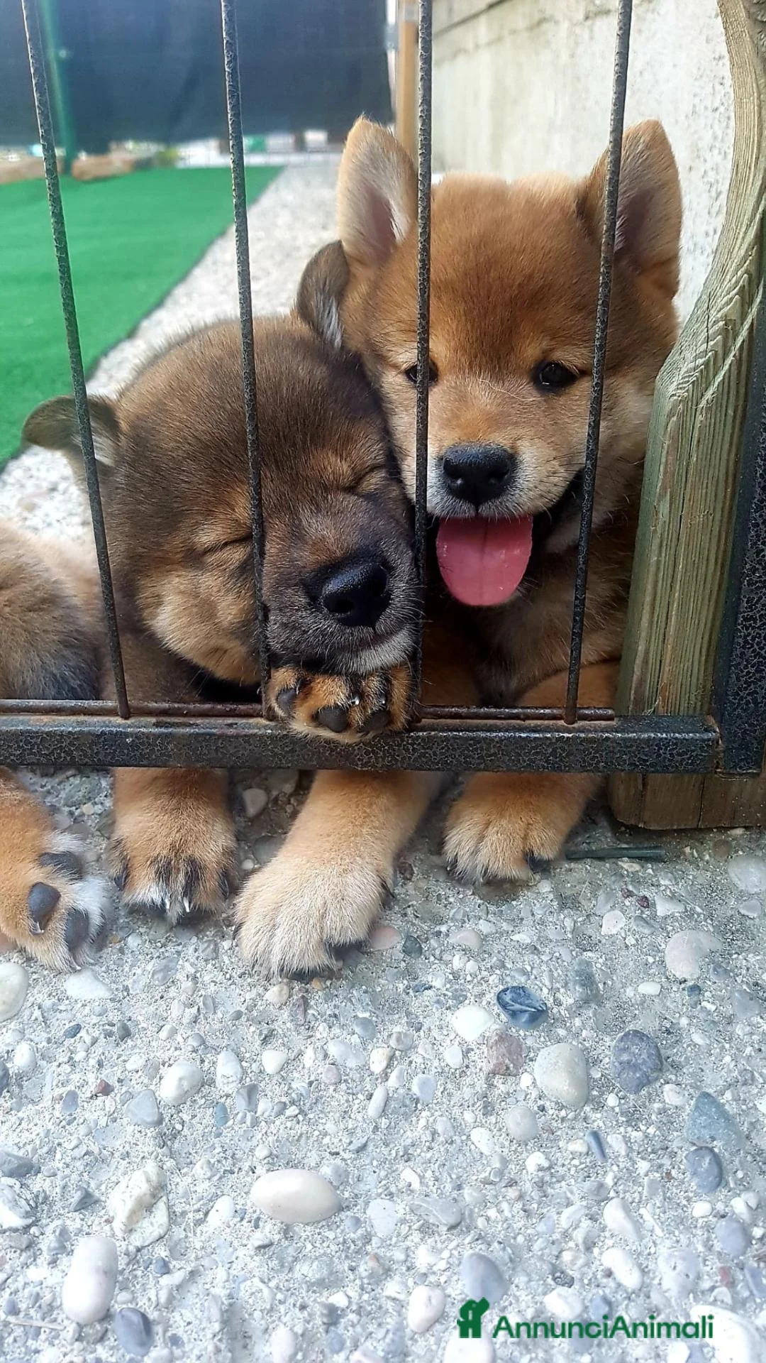 Shiba Inu cani in vendita: Cuccioli shiba inu con pedigree ENCI  - Annuncio 1