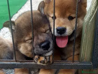 Shiba Inu cani Cuccioli shiba inu con pedigree ENCI - Annuncio 8