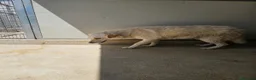 Meticcio cani in regalo: Micky: taglia media, socievole ed equilibrata  - Annuncio 6
