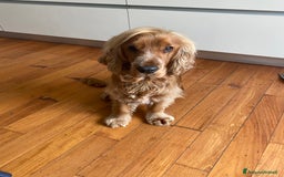 Cocker cani per accoppiamento: Cocker Spaniel maschio pronto per accoppiamento  - Annuncio 5