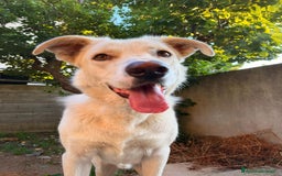 Meticcio cani in regalo: TEDDY DOLCISSIMO CUCCIOLONE a Provincia di Varese - Immagine 4