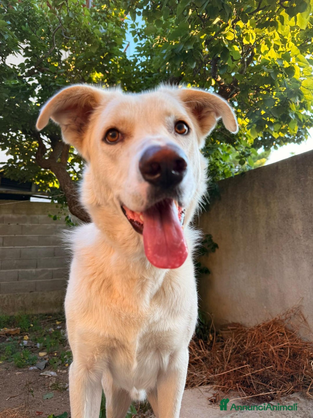 Meticcio cani in regalo: TEDDY DOLCISSIMO CUCCIOLONE a Provincia di Varese - Immagine 4