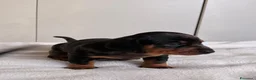 Bassotto cani in vendita: bassottina arlecchino  - Annuncio 10
