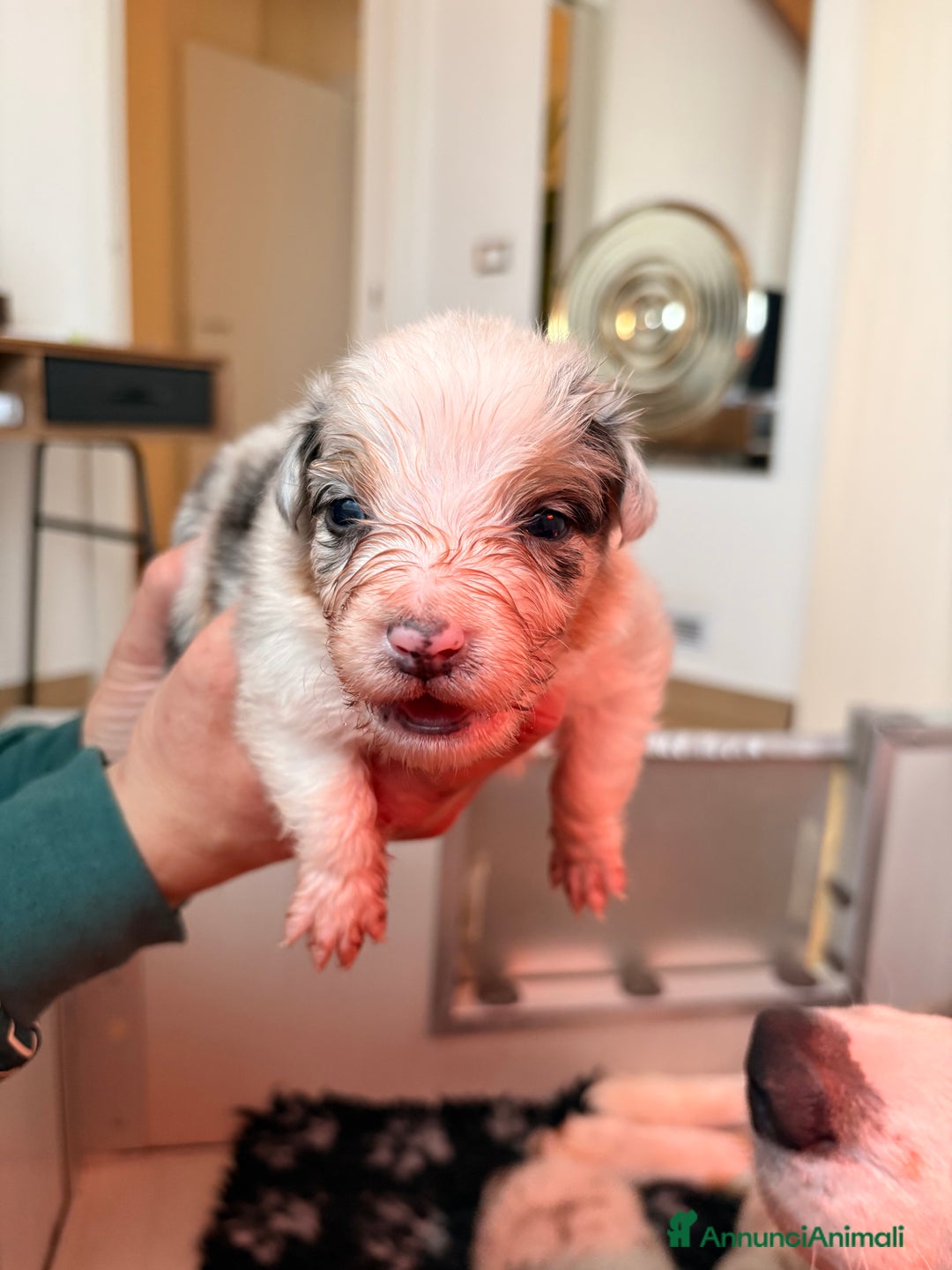 Australian Shepherd cani in vendita: Cuccioli di  AUSSIE nati il 31/12/2025 – PEDIGREE  - Annuncio 4