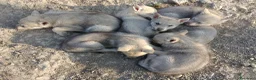 Lupo Cecoslovacco cani in vendita: Cucciolo Lupo Cecoslovacco argentato - Annuncio 4