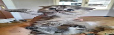 Persiano 3