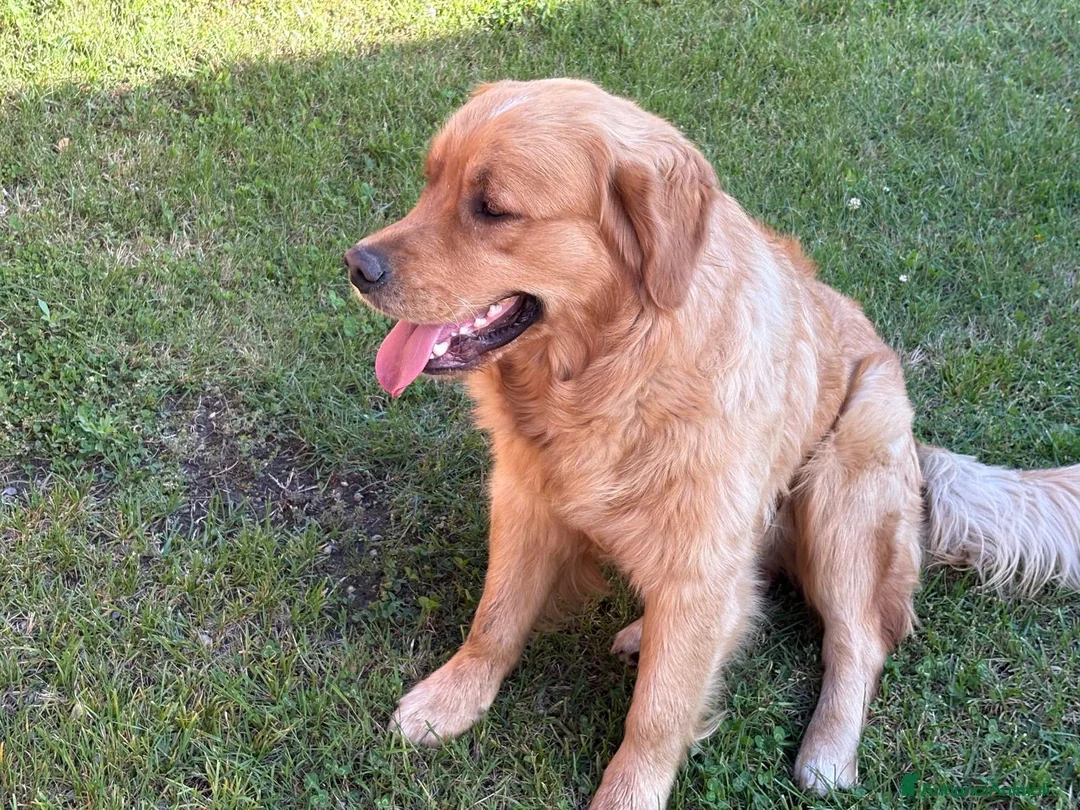 Golden Retriever cani in vendita: Golden retriever  a Provincia di Varese - Annuncio 1