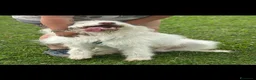 Meticcio cani in regalo: Buttato via dalla sua famiglia. 2 anni  a Città Metropolitana di Bologna - Annuncio 7