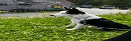 Border Collie cani in vendita: Vendo Border Collie a pelo corto - Annuncio 8