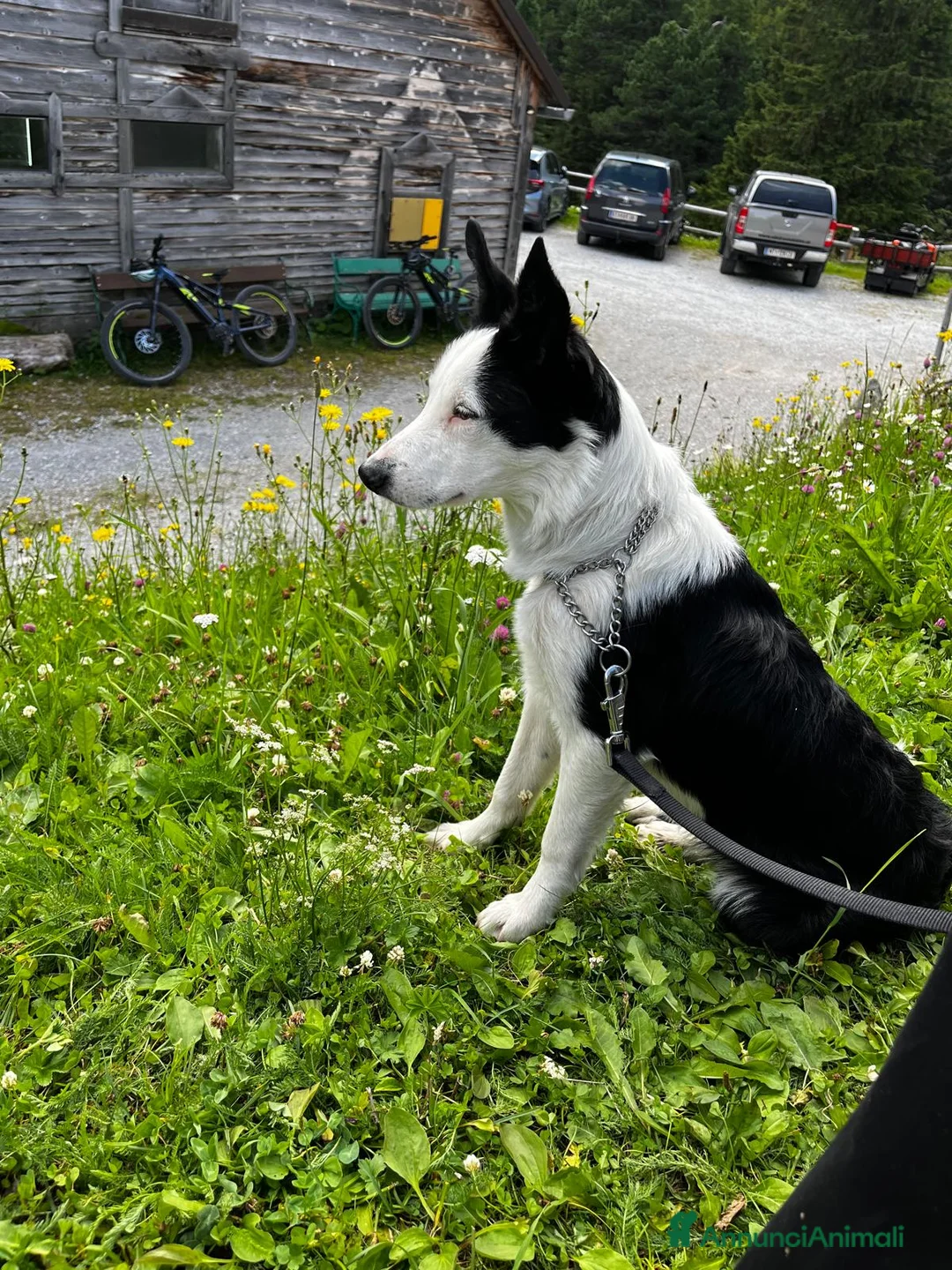 Border Collie cani in vendita: Vendo Border Collie a pelo corto - Annuncio 8