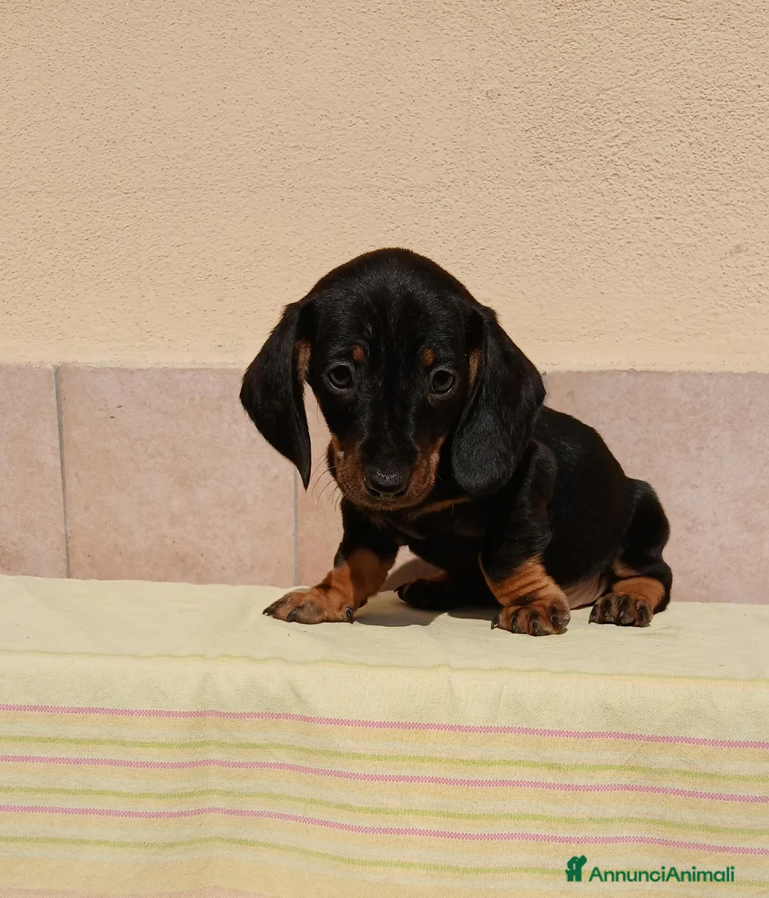 Bassotto cani in vendita: Bassotto  - Annuncio 2