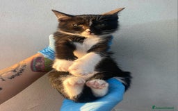 Meticcio gatti in regalo: Lady gattina di 2 mesi  a Provincia di Teramo - Immagine 3