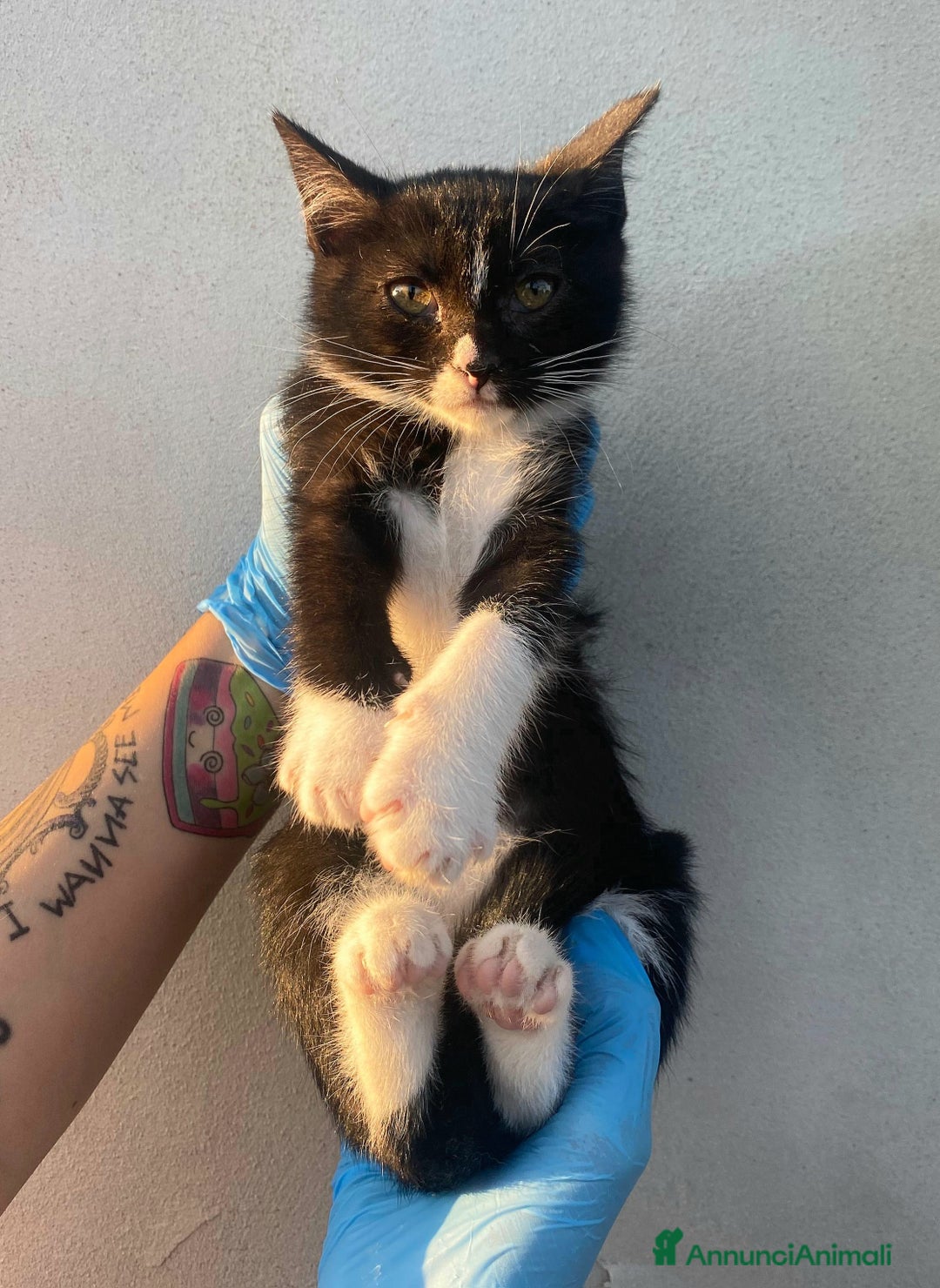 Meticcio gatti in regalo: Lady gattina di 2 mesi  a Provincia di Teramo - Immagine 3