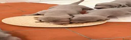 Weimaraner cani in vendita: Cuccioli Weimaraner  - Annuncio 8