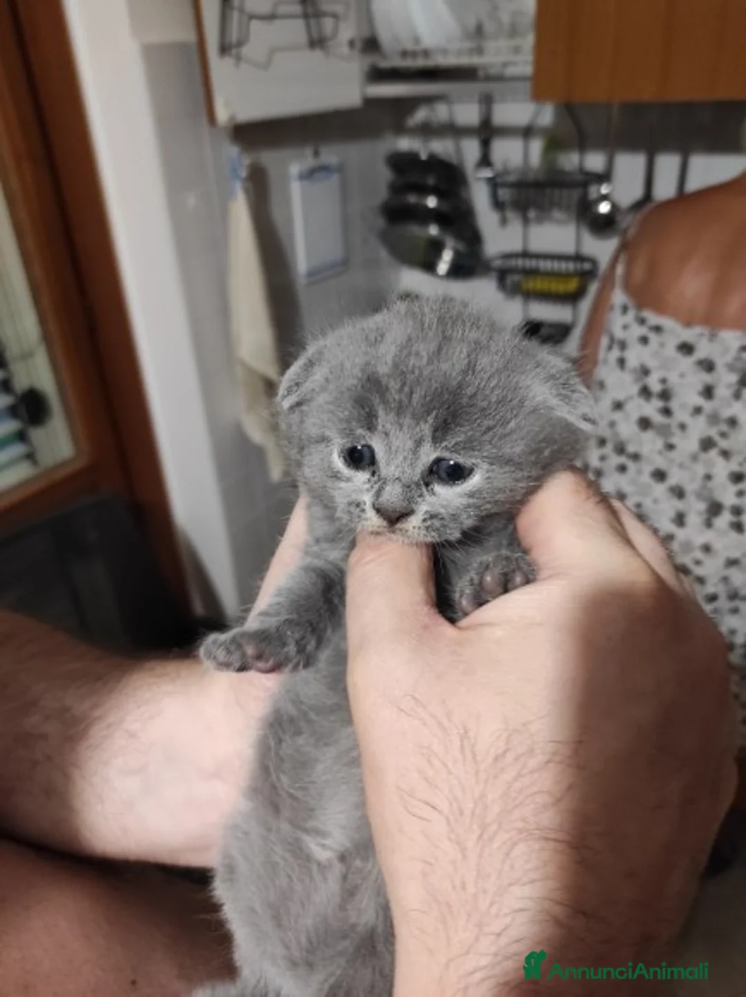 Scottish gatti in vendita: cuccioli di scootish - Annuncio 3