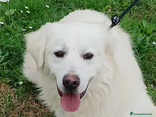 Meticcio cani DANTE HA BISOGNO DI UNA CASA E TANTO AMORE - Annuncio 31