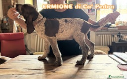 Bracco cani in vendita: cuccioli di bracco italiano a Provincia di Biella - Immagine 17