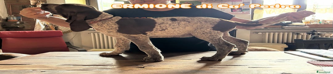 Bracco Cucciolo 3