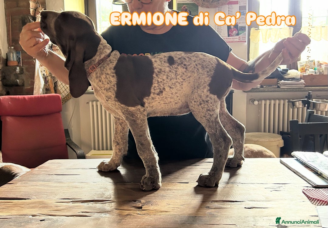 Bracco cani in vendita: cuccioli di bracco italiano a Provincia di Biella - Immagine 17