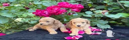 Barboncino Toy cani in vendita: Barboncino Toy – TreQuartidiLuna - Annuncio 4