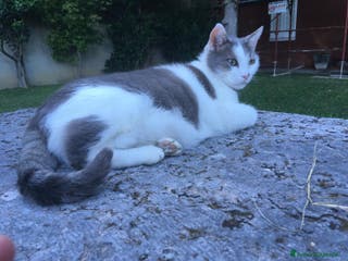 Europeo gatti Gatto Poldo - Annuncio 6