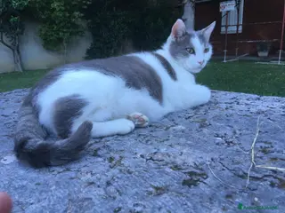 Europeo gatti Gatto Poldo - Annuncio 24