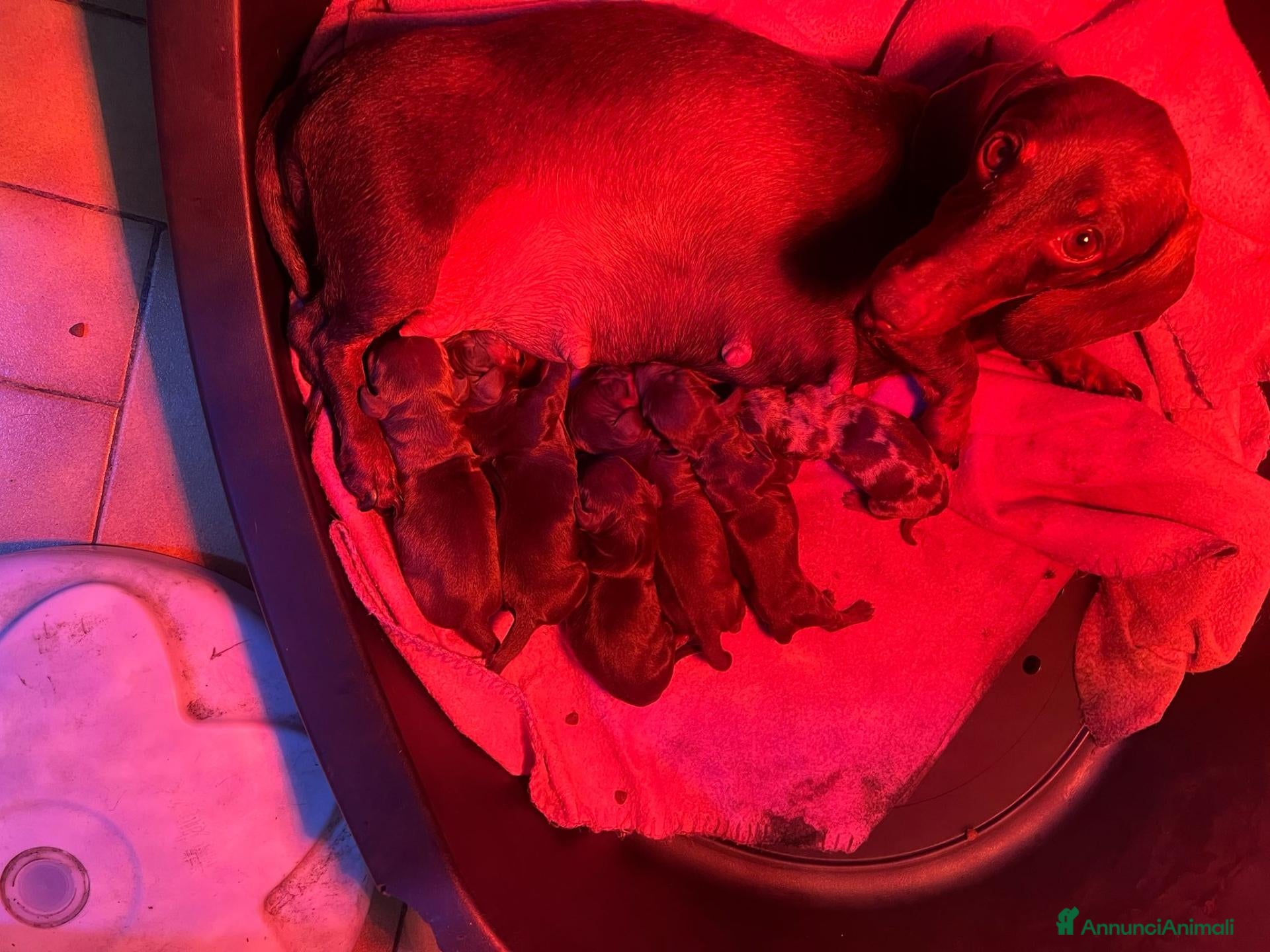 Bassotto Nano cani Bassotti cuccioli  - Annuncio 26