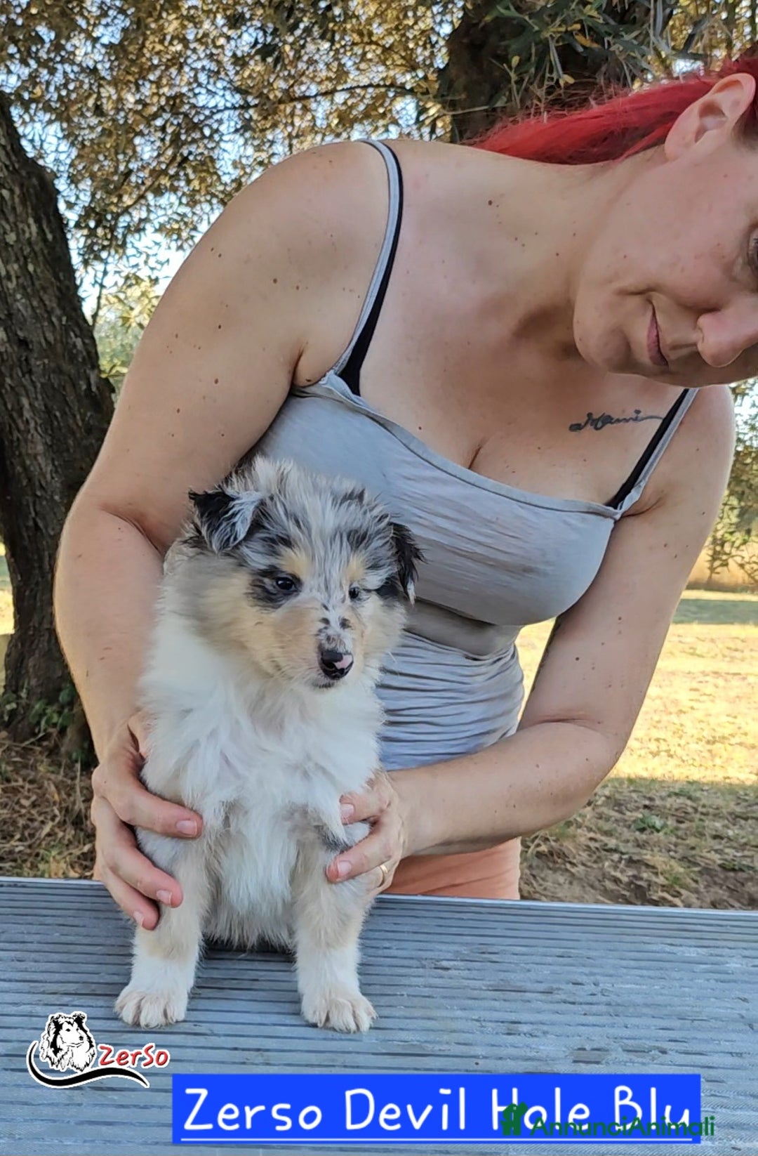 Collie cani in vendita: Collie pastore scozzese  a Provincia di Viterbo - Immagine 4