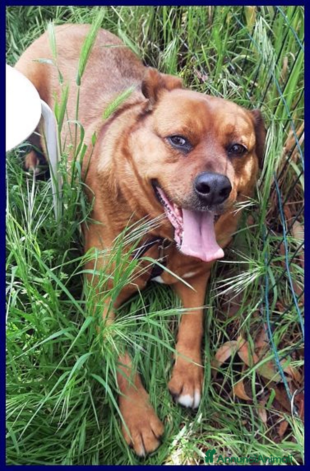 Meticcio cani in regalo: JOSEF bravo cicciotto! 25 kg - Annuncio 5