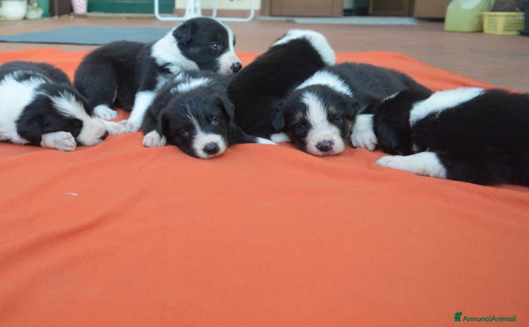 Border Collie cani a Provincia di Perugia - Annuncio 6
