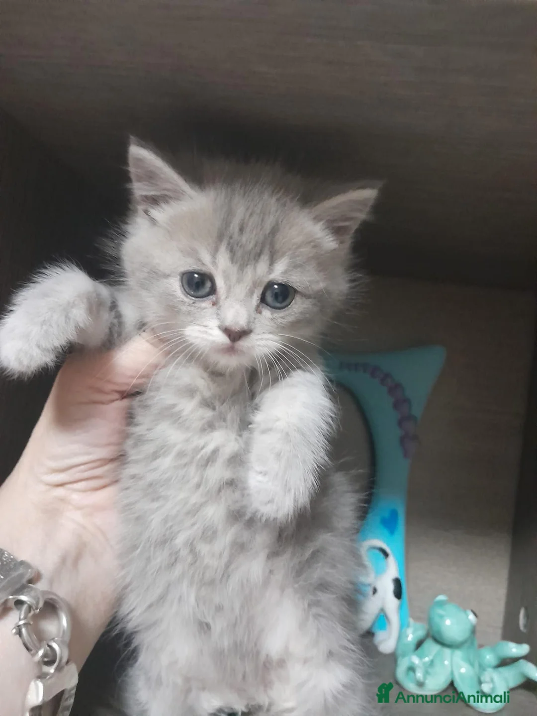 Scottish gatti in vendita: schotisc e strait e foold a Provincia di Caserta - Annuncio 6