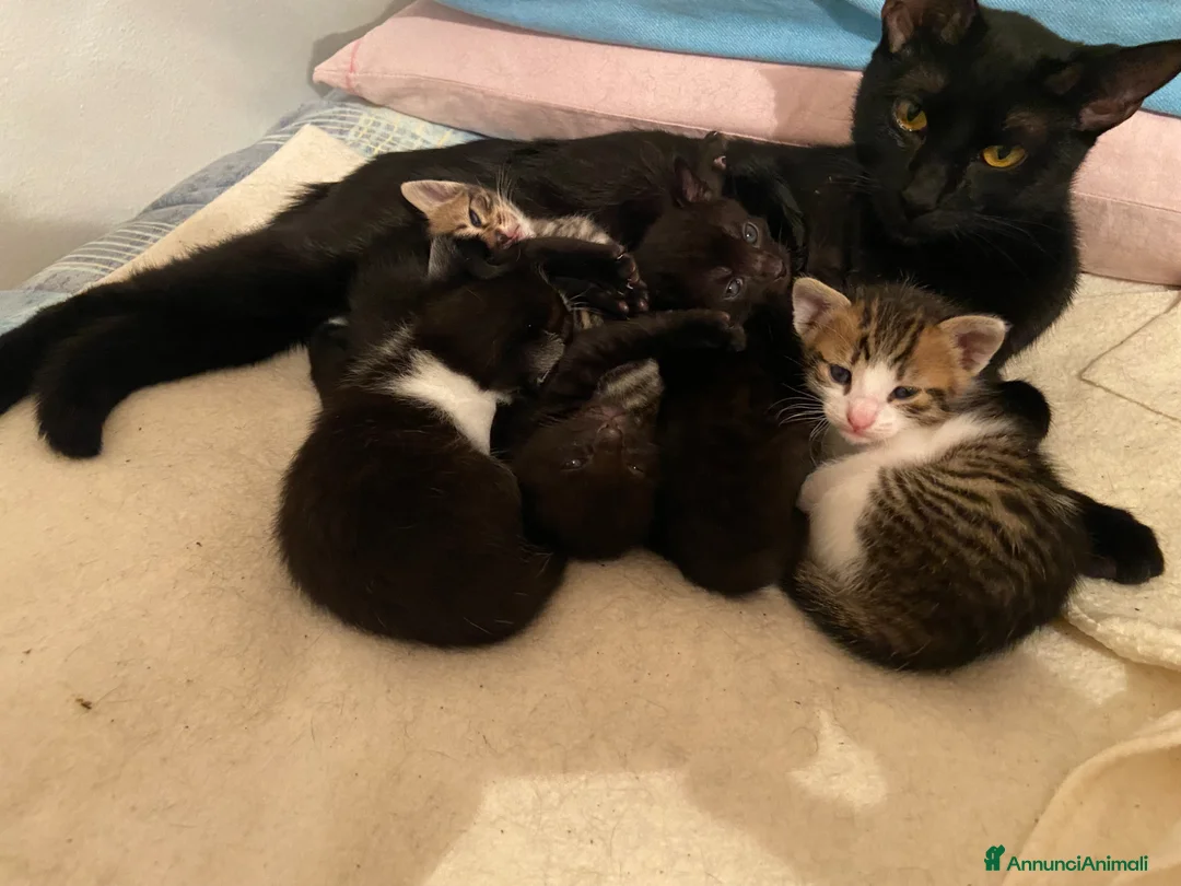 Meticcio gatti in regalo: Regalo gattini a Provincia di Treviso - Annuncio 1