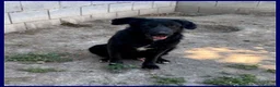 Meticcio cani in regalo: SMOG dolcissimo pacioccone a Città metropolitana di Milano - Annuncio 1