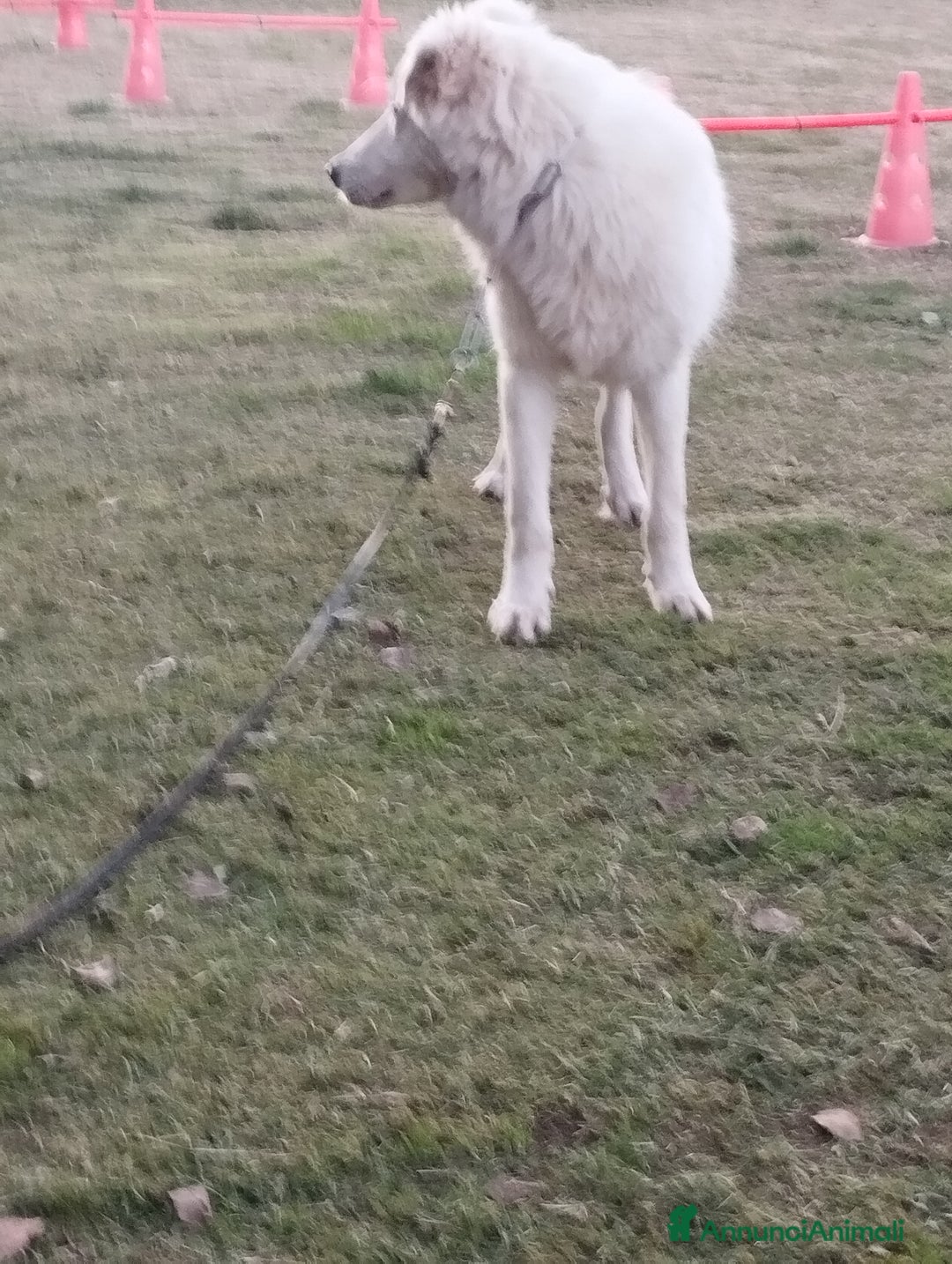 Pastore Maremmano cani in regalo: Simpatico derek - Annuncio 5