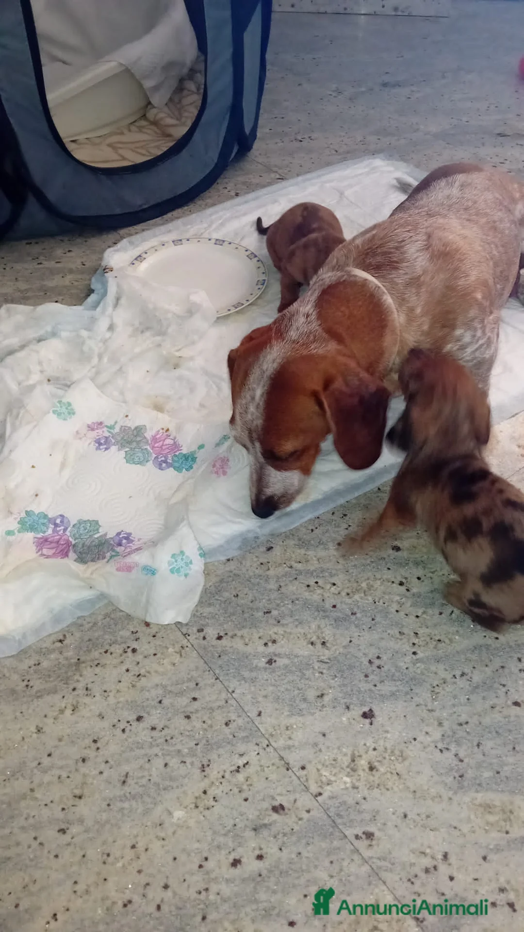 Bassotto cani in vendita: Bassotto arlecchino cioccolato femmina  - Annuncio 5
