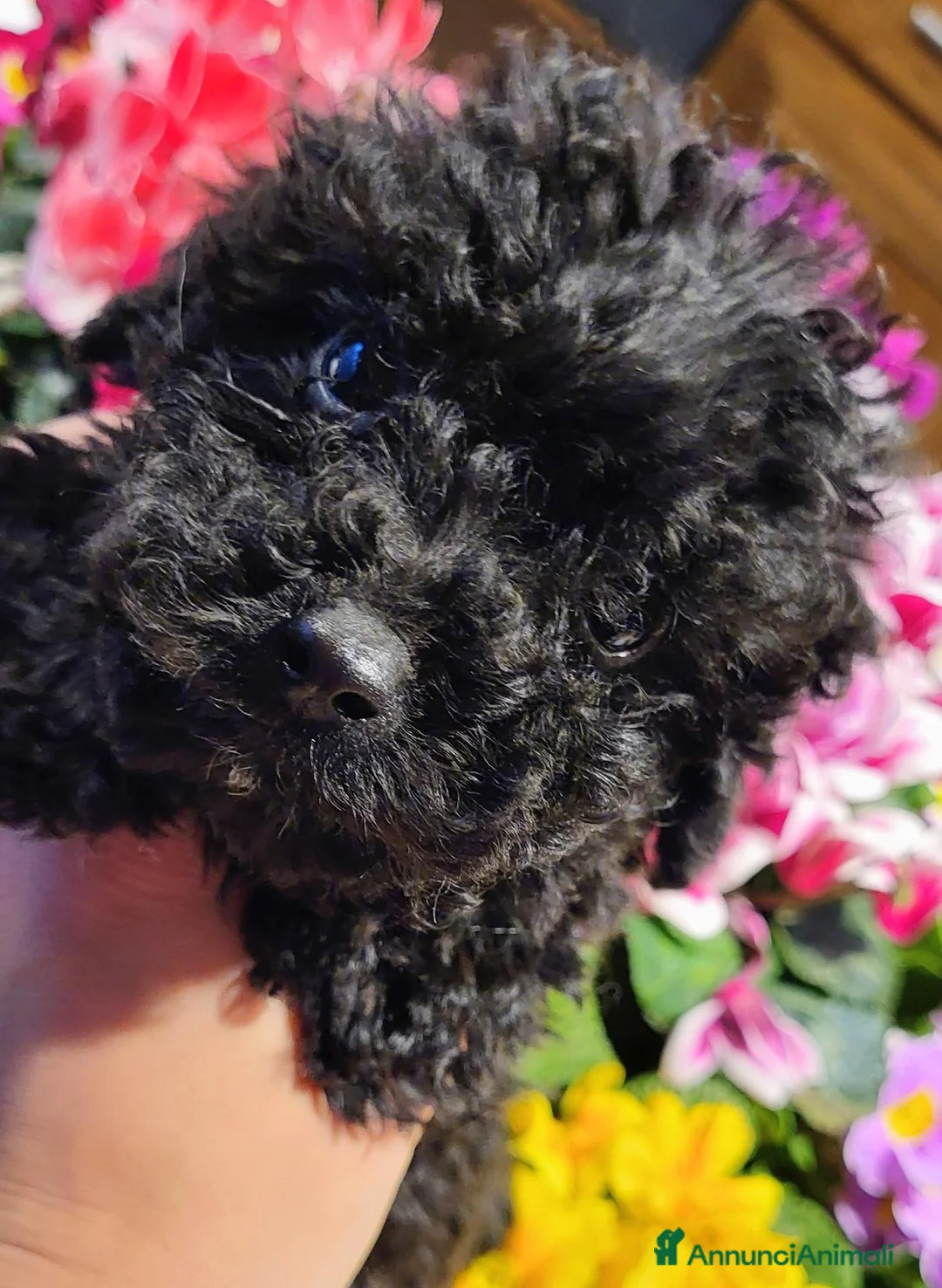 Barboncino cani in vendita: Cuccioli di barboncino - Annuncio 1