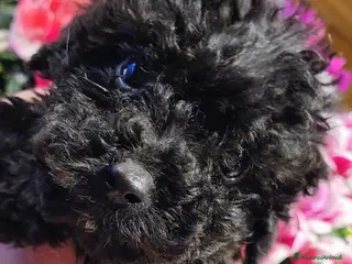 Barboncino cani Cuccioli di barboncino - Annuncio 9