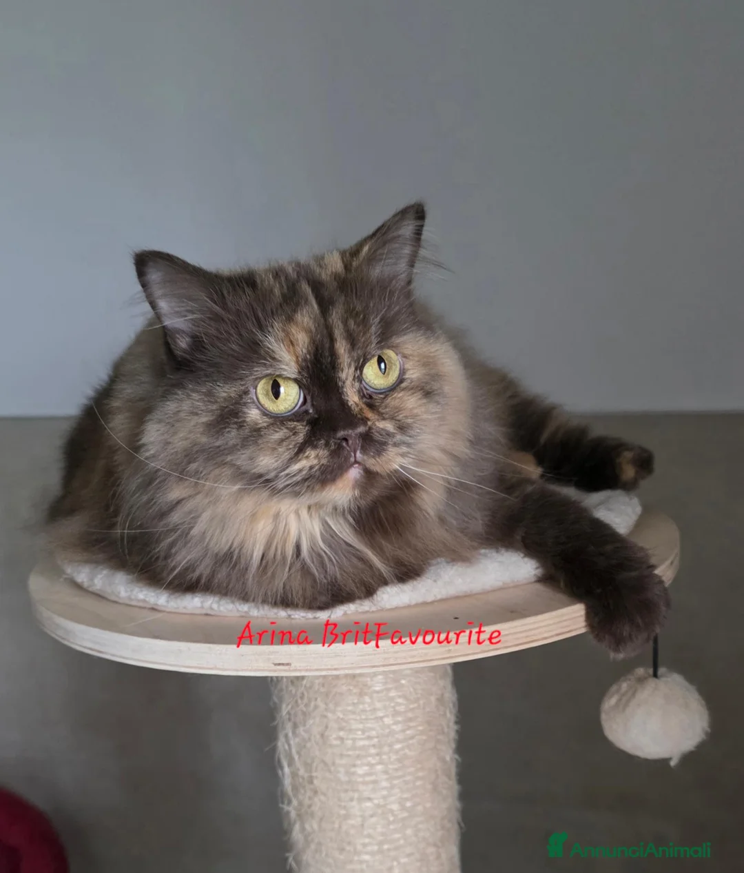 British gatti in vendita: Femmina british longhair chocolate tortie  - Annuncio 1