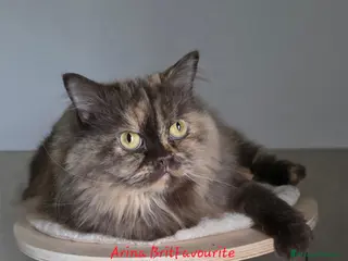 British gatti Femmina british longhair chocolate tortie - Annuncio 28