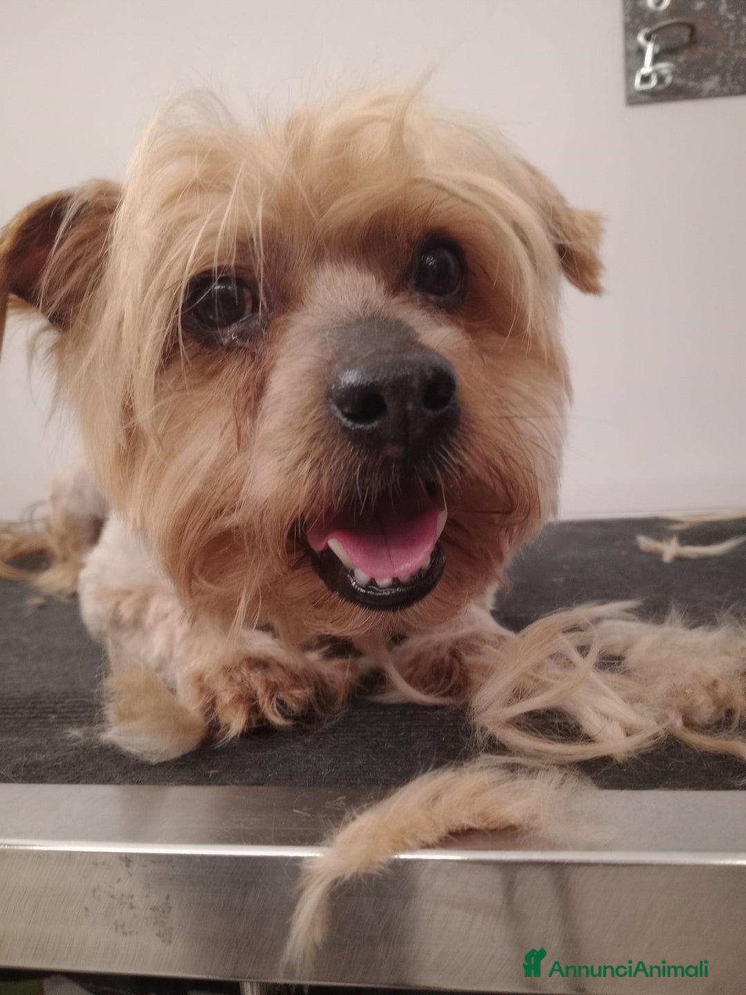 Yorkshire cani in regalo: George, adozione del cuore a Provincia di Latina - Annuncio 3