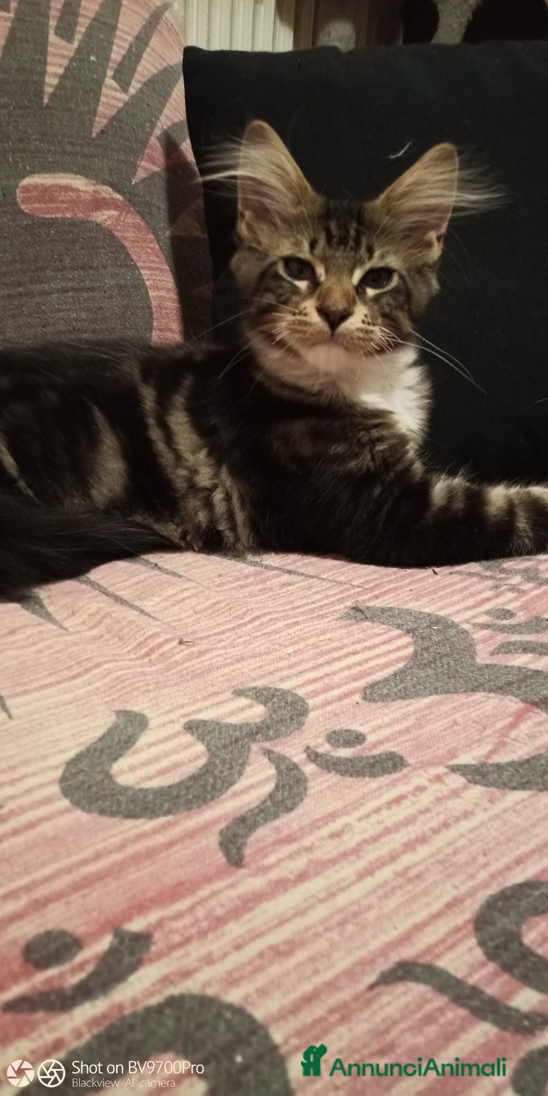 Maine Coon gatti in vendita: Maine coon  a Città metropolitana di Milano - Immagine 4