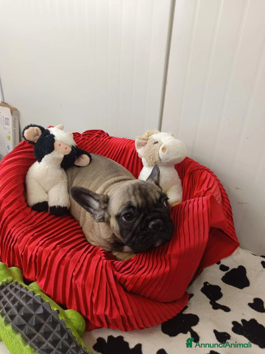 Bulldog Francese cani in vendita: Cuccioli French Buldog Taglia Piccola e Compatta  - Annuncio 2