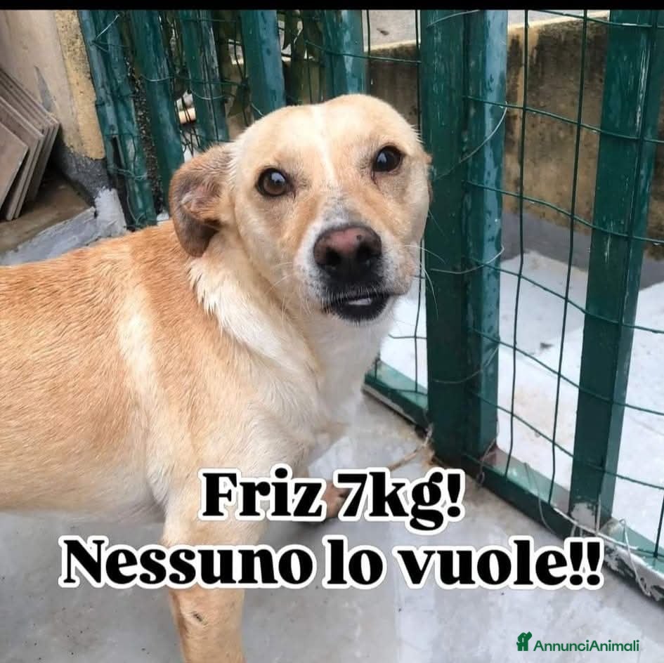 Meticcio cani ADOZ.D cuore: investito,lasciato a morire, scodinz - Annuncio 1