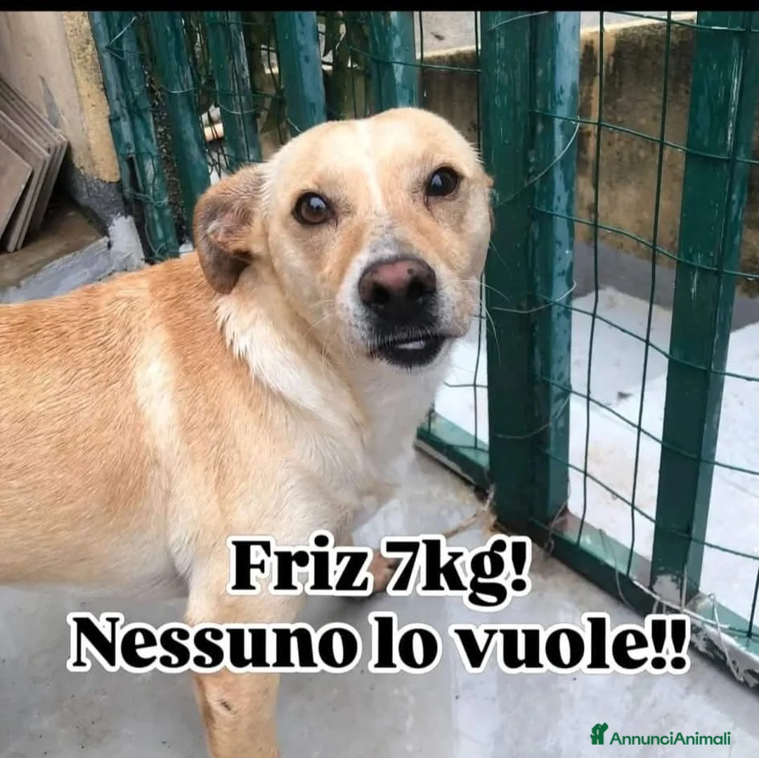 Meticcio cani in regalo: ADOZ.D cuore: investito,lasciato a morire, scodinz - Annuncio 1